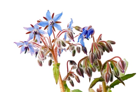 Borage flowers isolated on white