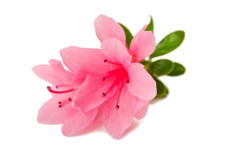 azalea flower on the white isolate background の写真素材