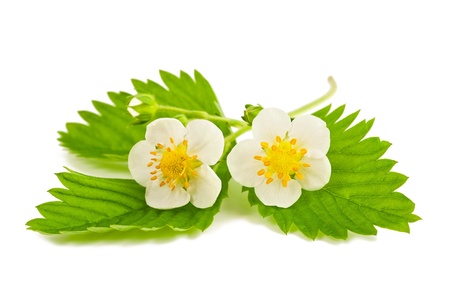 strawberry flowers and leaves isolated on whiteの写真素材
