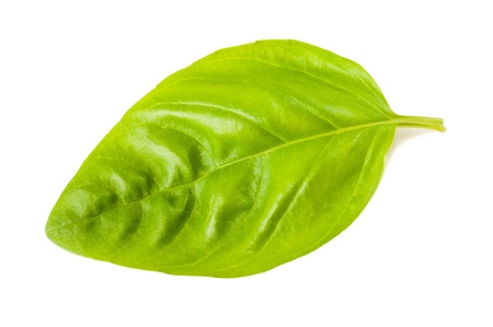 Basil leaf isolated on whiteの写真素材
