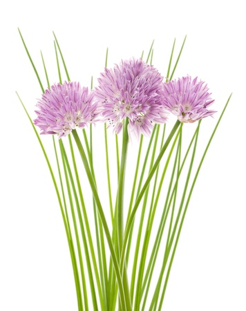 Chives flowers isolated on whiteの写真素材