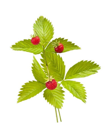 野苺の写真 イラスト素材一覧 23 771件 ストックフォトのamanaimages Plus