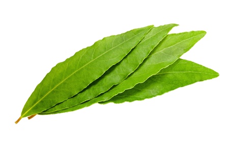 Laurel leaves on white backgroundの写真素材