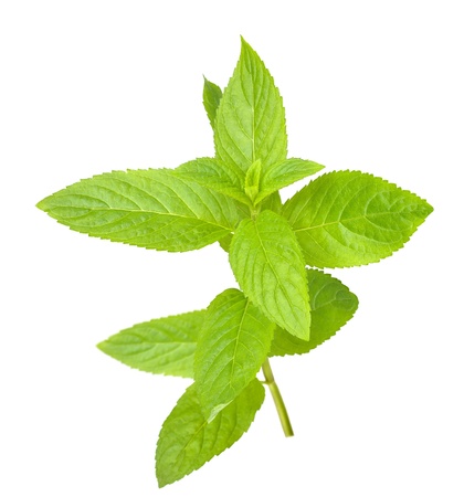 mint leavesの写真素材