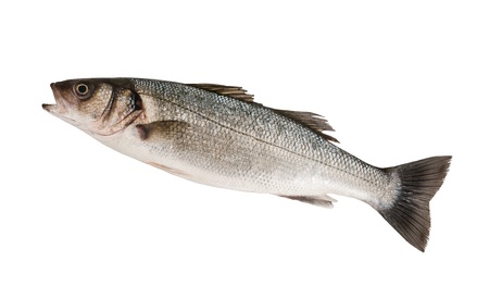 Seabass isolated on white backgroundの写真素材