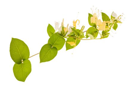 honeysuckle Sprig  with white flowers and green leaves isolated on white backgroundの写真素材