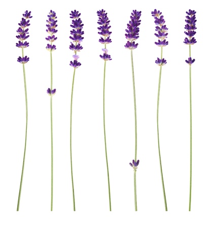 lavender flowers  on white  backgroundの写真素材