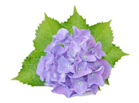 hydrangea flowers and leaves isolated on whiteの写真素材