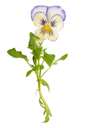 Pansy flower isolated on whiteの写真素材