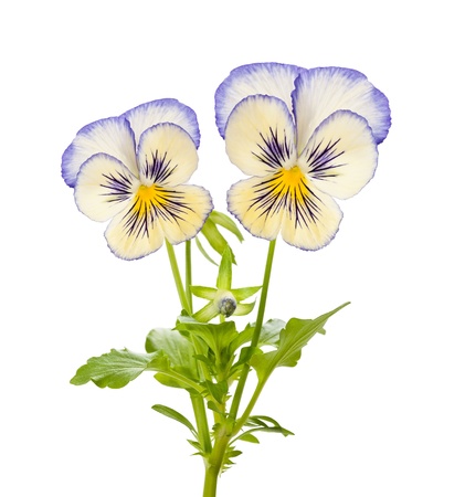 Pansy flowers isolated on whiteの写真素材