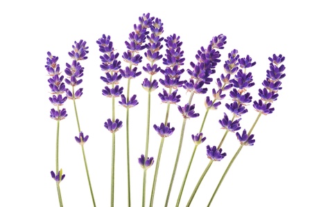 lavender flowers  on white  backgroundの写真素材