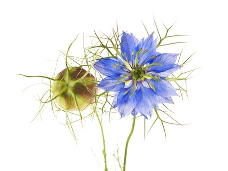 nigella flowers isolated on whiteの写真素材