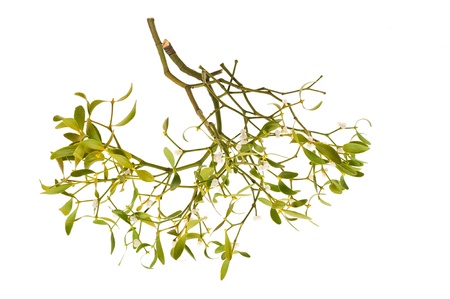 mistletoe branch with berries isolated on whiteの写真素材