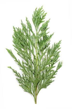 cypress twig isolated on whiteの写真素材