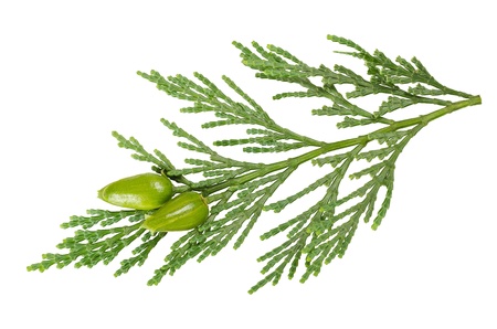 cypress twig isolated on whiteの写真素材