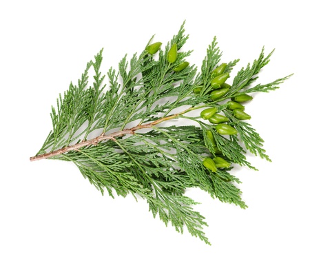cypress twig isolated on whiteの写真素材