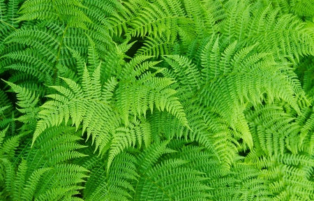 Green fresh fern backgroundの写真素材