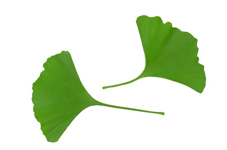 Ginkgo biloba leaves isolated on whiteの写真素材