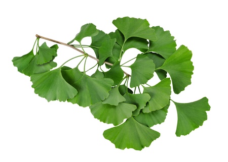 Ginkgo biloba branch isolated on whiteの写真素材