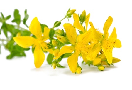 St. John's wort flowering isolated on white の写真素材