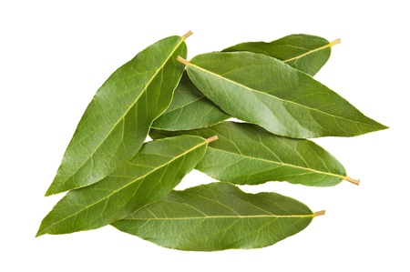 Laurel leaves on white backgroundの写真素材
