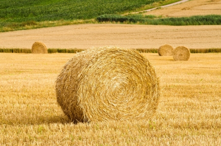 round bales of straw in the meadow
