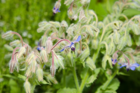 Borage flowers (borago officinalis) on nature backgroundの写真素材