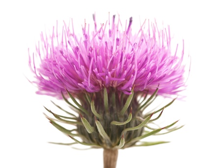 thistles flower isolated on whiteの写真素材