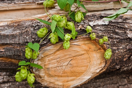 hop with leaf  on trunkの写真素材