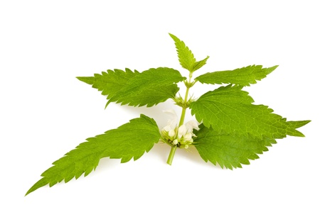 Nettles with flowers isolated on whiteの写真素材