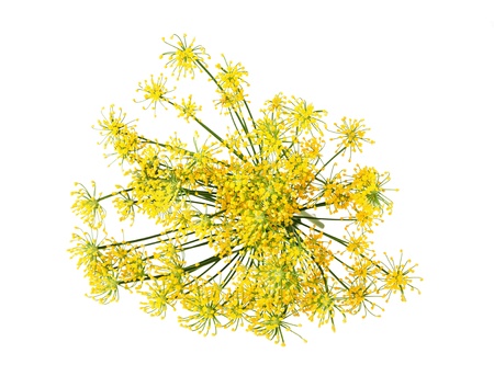 Wild fennel flowers isolated on white