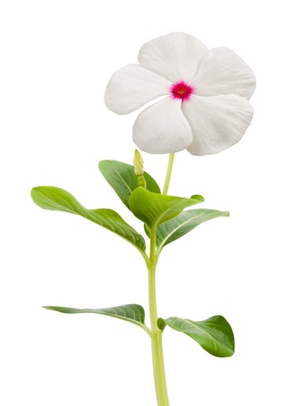 periwinkle flower isolated on whiteの写真素材