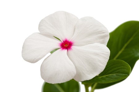 periwinkle flower isolated on whiteの写真素材
