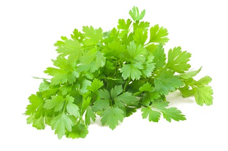 parsley bunch  isolated on white backgroundの写真素材