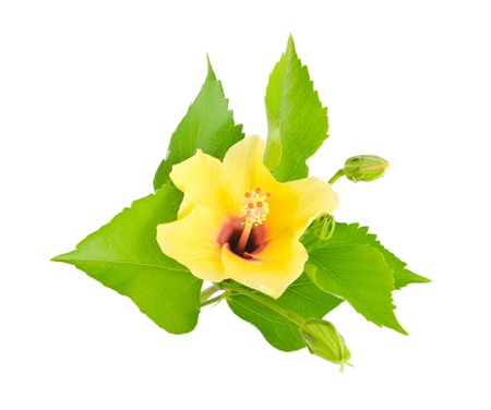 hibiscus flower isolated on whiteの写真素材