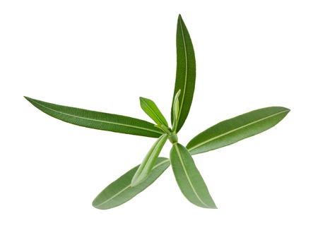 Oleander branch with leaves isolated on whiteの写真素材