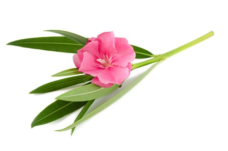 oleander flower and leaves isolated on whiteの写真素材