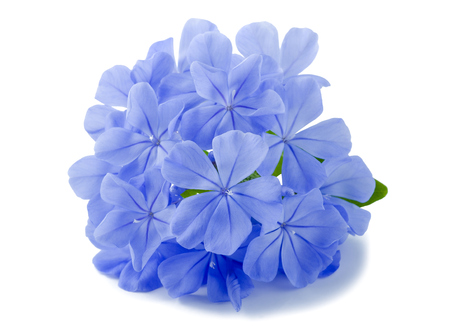 plumbago flowers isolated on whiteの写真素材