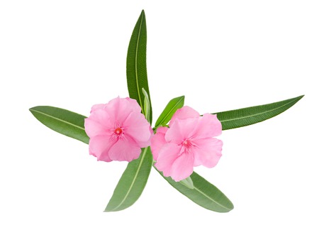 Oleander branch with leaves isolated on whiteの写真素材