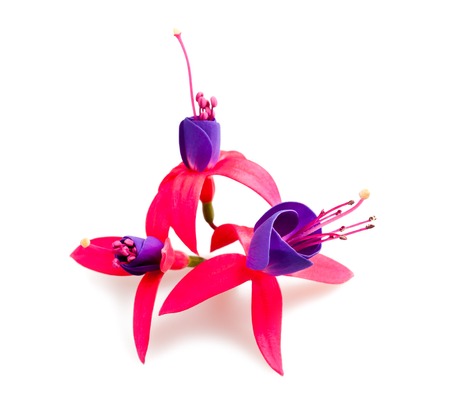 three Fuchsia flowers isolated on white backgroundの写真素材