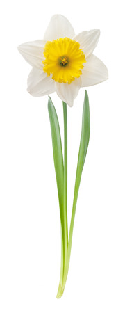 White daffodil with leaves and stem isolated on white backgroundの写真素材