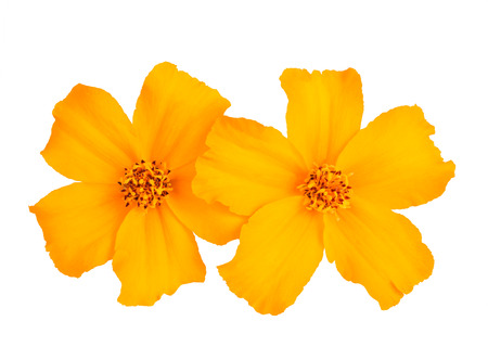 Yellow tagetes flowers isolated on whiteの写真素材