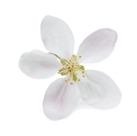 Apple Flower with buds isolated on  whiteの写真素材