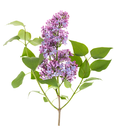 Beautiful blooming lilac branch on white backgroundの写真素材