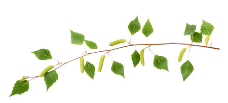 Birch branch with catkins isolated on white の写真素材