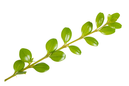 boxwood branch isolated on white backgroundの写真素材