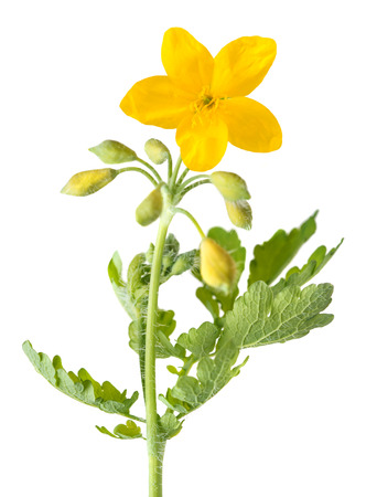 greater celandine isolated on white backgroundの写真素材
