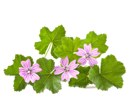 Mallow with leaves and flowers isolated on whiteの写真素材