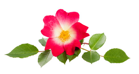 rose with branch isolated on white backgroundの写真素材