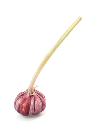 Red garlic isolated on white backgroundの写真素材